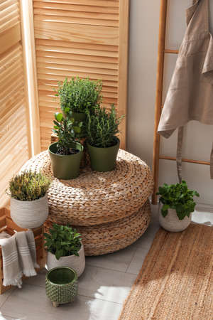 Different potted herbs in the room. interior designの写真素材