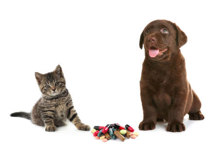 Vitamins for pets. Cute dog with cat and different pills on white backgroundの写真素材