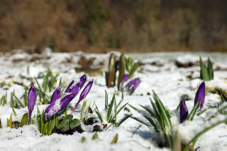 Beautiful spring crocus growing through snow outdoors on sunny day