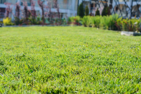 Beautiful lawn with green grass outdoors on sunny day, closeupの写真素材