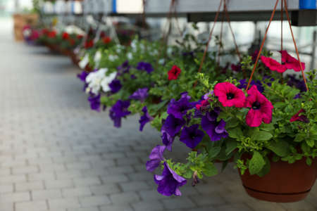 Hanging pots with beautiful blooming petunias in garden center. Space for textの写真素材