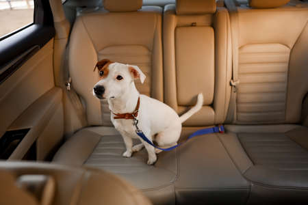 Jack Russel Terrier in car. Adorable pet
