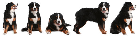 Collage with photos of cute dog on white background. banner designの写真素材