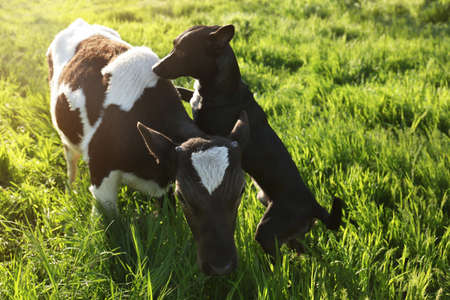 Dog and young calf on green grass outdoors