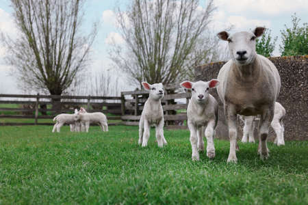 Cute funny sheep on green field. farm animalsの写真素材