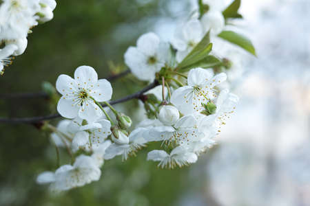 Branch of beautiful blossoming tree outdoors, closeup. spring season