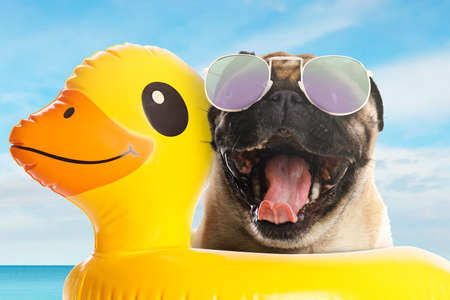 Cute funny dog with sunglasses in inflatable ring at pet friendly beachの写真素材
