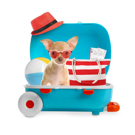 Cute dog and summer vacation items in suitcase on white background. Traveling with petの写真素材