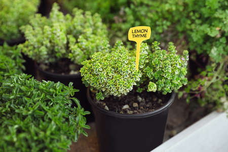 Potted lemon thyme and oregano plants on table, closeupの写真素材