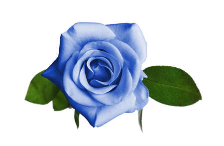 Beautiful blooming light blue rose on white backgroundの写真素材