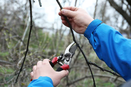 Gardener pruning tree with shears outdoors, closeup