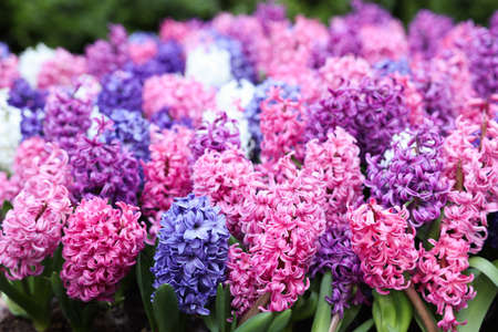 Many beautiful hyacinth flowers growing outdoors, closeup. spring seasonの写真素材