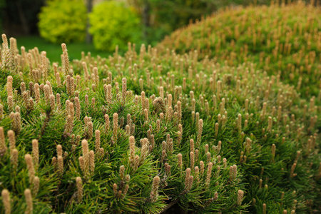 Pine shrub with blossoms outdoors on spring day, closeupの写真素材