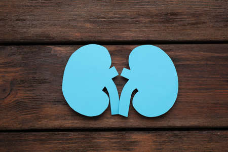 Paper cutout of kidneys on wooden table, top viewの写真素材