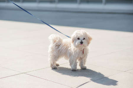 Cute Maltese dog outdoors on sunny day