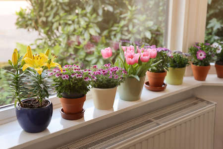 Many beautiful blooming potted plants on windowsill indoors