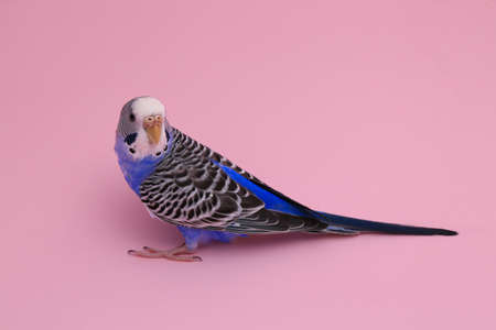 Beautiful parrot on pink background. exotic petの写真素材