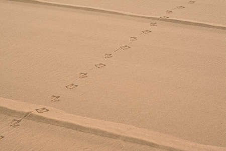 Bird tracks on beach sand. Space for text