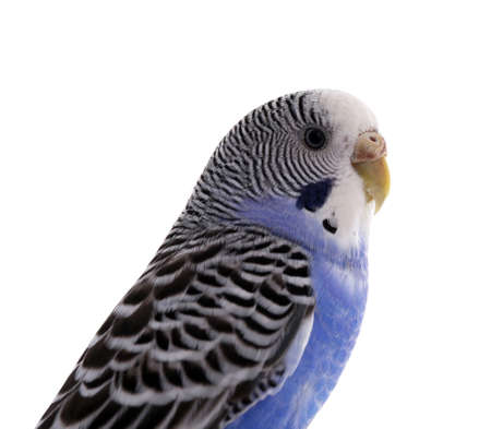 Beautiful parrot isolated on white. exotic pet