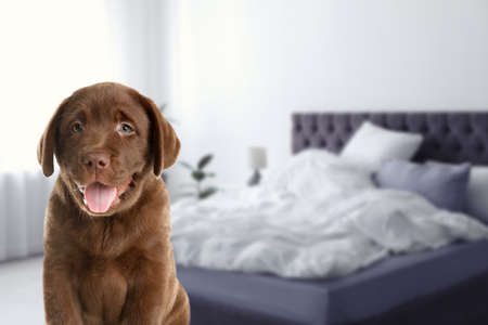 Adorable puppy in the bedroom, space for text. pet friendly hotelの写真素材