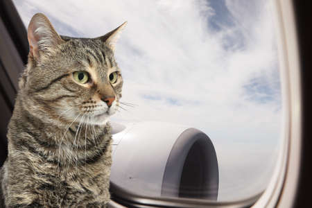 cute cat in airplane. Traveling with petの写真素材