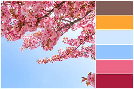 Color palette and beautiful blossoming sakura tree against blue sky. Collageの写真素材