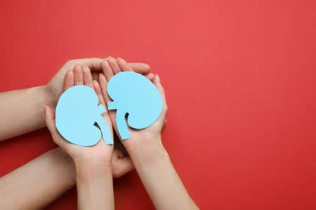 People holding paper cutout of kidneys on red background, top view. Space for textの写真素材
