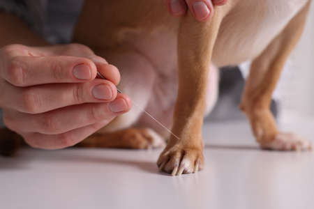 Veterinary holding acupuncture needle near dog's paw indoors, closeup. animal treatment