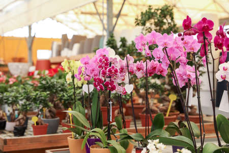 Many beautiful colorful orchids in garden centerの写真素材