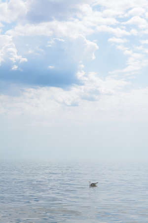 Picturesque view of beautiful seascape with seagullの写真素材
