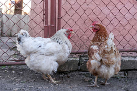Two beautiful hens in the yard. domestic animalsの写真素材