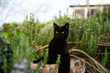 Beautiful black cat on old brick fence among blooming plantsの写真素材