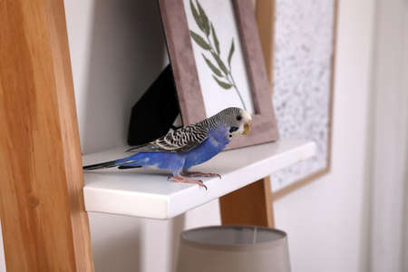 Beautiful light blue parrot on shelf indoors. cute pet