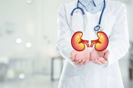 Closeup view of doctor indoors and illustration of kidneys, space for text