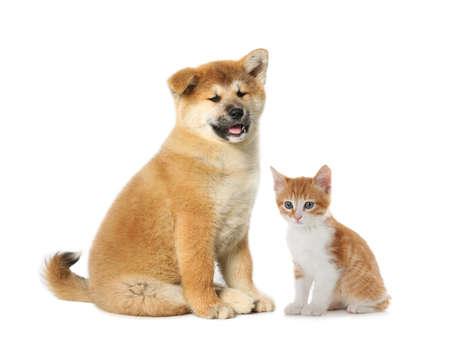 Cute cat and dog on white background. animal friendshipの写真素材