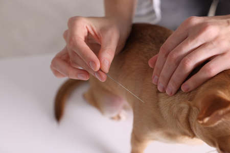 Veterinary holding acupuncture needle near dog's neck, closeup. animal treatment