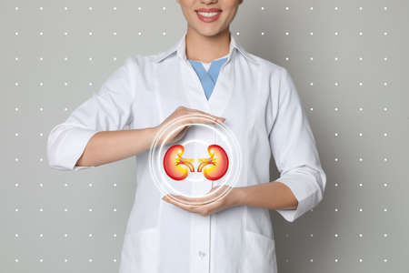 Closeup view of doctor and illustration of kidneys on light gray backgroundの写真素材