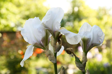 Beautiful white iris flowers outdoors on sunny day, closeup