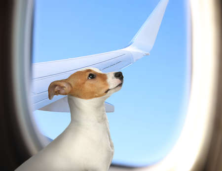 Traveling with pet. Cute Jack Russel Terrier dog near window in airplaneの写真素材