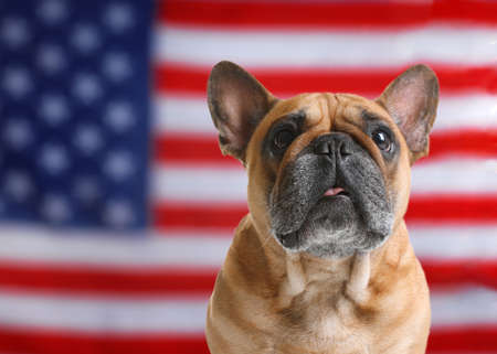 Adorable dog against national flag of United States of Americaの写真素材