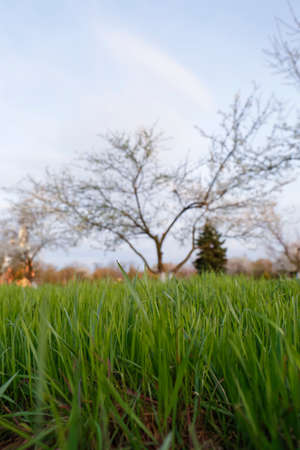 Fresh green grass in park on spring dayの写真素材