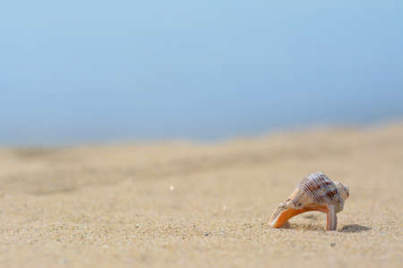 Closeup view of beautiful seashell on beach sand. Space for textの写真素材