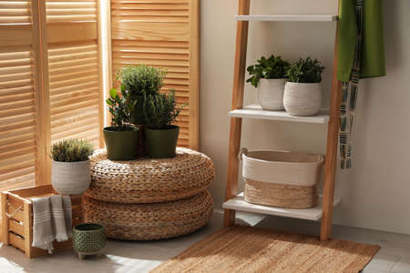 Different potted herbs in the room. interior designの写真素材