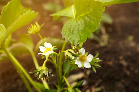 Beautiful blooming strawberry plant with water drops growing in soil, closeupの写真素材