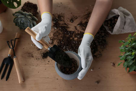 Woman filling flowerpot with soil on wooden table, above view. Transplanting houseplant