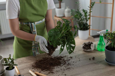 Woman transplanting beautiful houseplant at table indoors, closeupの写真素材