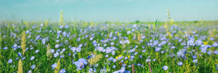 Picturesque view of beautiful blooming flax field. banner designの写真素材