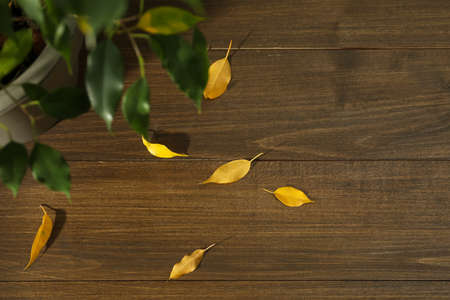 Fallen yellow leaves on floor near houseplant, flat layの写真素材
