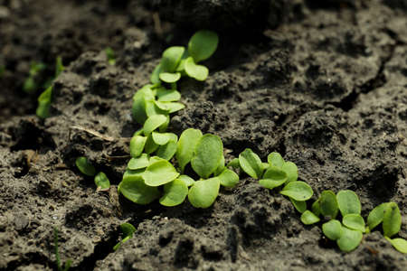 Young green seedlings growing in soil. gardening time