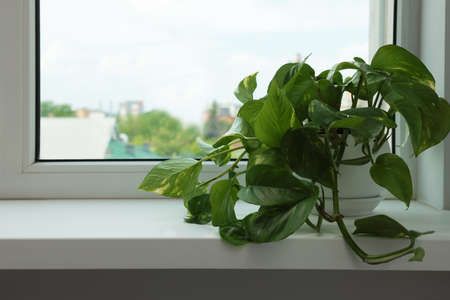 Epipremnum in pot on windowsill indoors, space for text. house plantの写真素材